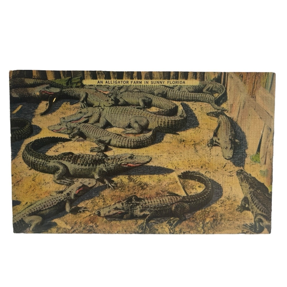 Alligator Farm in Florida Vintage Linen Postcard Tichnor